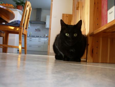 MORPHINE...Ma chatte ^^  elle est magnifiqueeuuuu !!