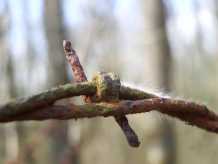 La série photos destroy dans les bois ( on y trouve tellement de trucs ! )