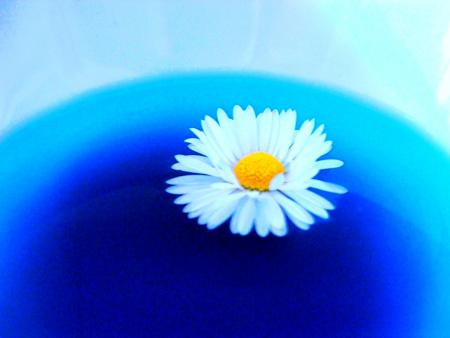 La photo FLOWER POWER pour ma DEEELL !! Lol