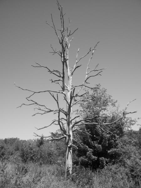 mon arbre que j'adore